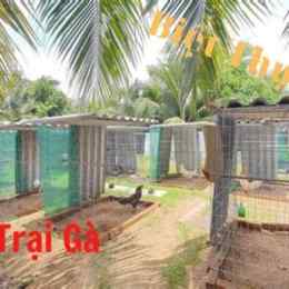 trại gà đá ở mỹ