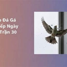 trận 30 ngày 4 3 đá gà