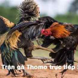 trận cuối đá gà thomo hôm nay