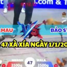 trận đá gà khét của anh cọp