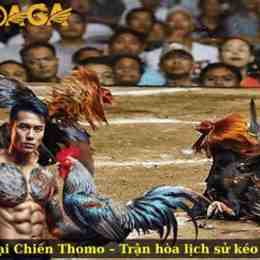 trận đá gà song sinh
