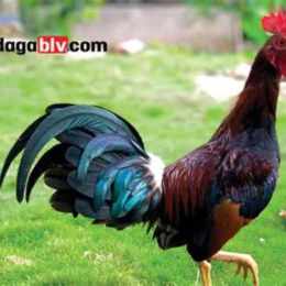 trận đá gà xanh mồng trích