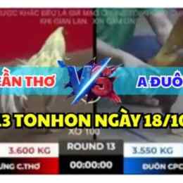 trận gà cú đá giải của hưng cần thơ