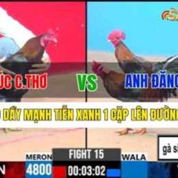 trận gà đá sinh đôi