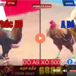 trận gà đá xổ 500 triệu