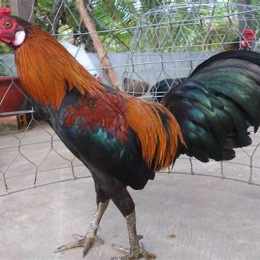 trận gà nòi đá gà tre thomo