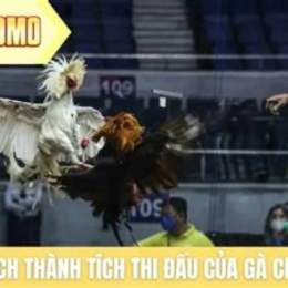 trận gà thomo không đá cựa