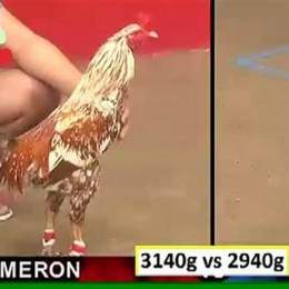 trận số 4 đá gà thomo hôm nay