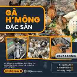 trang da ga 6789