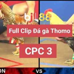 trang đá gà thomo 88