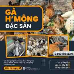 trang da ga thomo