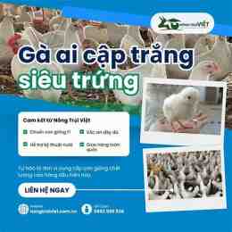 trắng web bán gà đá