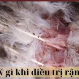trị rận gà đá