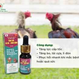 trồng cựa gà đá
