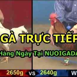 trực tiếp đá gà 123