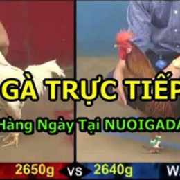 truc tiep da ga 8/12