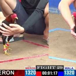 truc tiep đá gà cj2