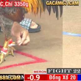 truc tiếp đá gà cpc 4