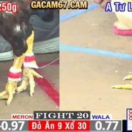 trực tiếp đá gà cpc1 hôm nay