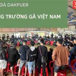trực tiếp đá gà dakpuer 888
