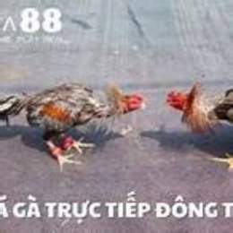 truc tiep da ga giai