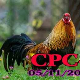 trực tiếp đá gà hôm nay cpc4 hôm nay