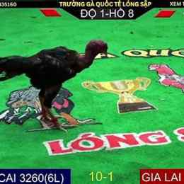 trực tiếp đá gà nước ngoài
