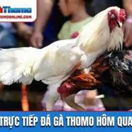 truc tiep da ga thomo 26 3
