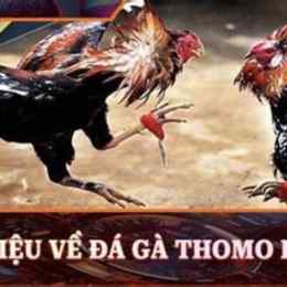 truc tiep da ga thomo 3 8