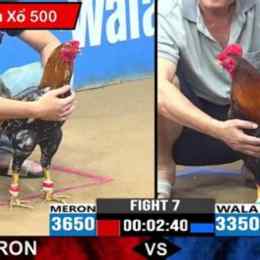 trực tiếp đá gà thomo c3 27 5 trận 54