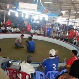 trường đá gà campuchia