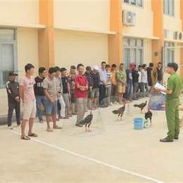 trường gà đa phước