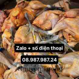 tường gà đà lạt lâm đồng