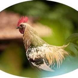 tường thuật đá gà c2 hôm qua
