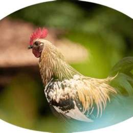 tường thuật đá gà c3 hôm nay