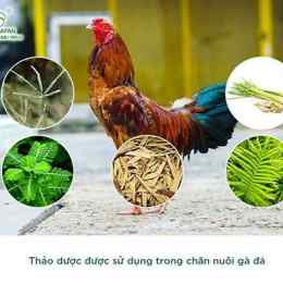 ứng dụng đá gà thomo