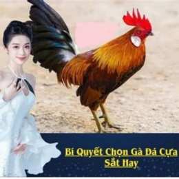 vay ga da cua sat hay nhat