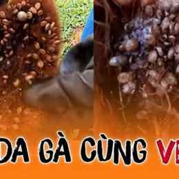 ve chó nổi da gà
