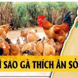 vì sao gà ăn sỏi đá