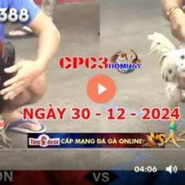 video đá gà cpc3 hôm nay