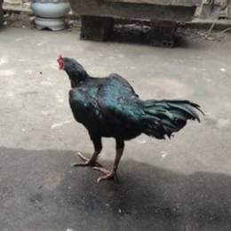 video gà ô ma mị đá