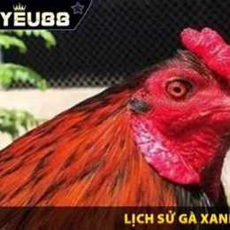 video gà xanh trích đá