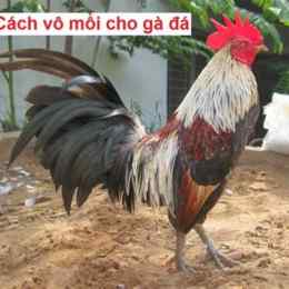 vô mồi cho gà đá cựa sắt