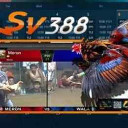 vs 388 đá gà trực tiếp