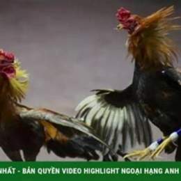 vụ đá gà bắn chết người ở tiền giang