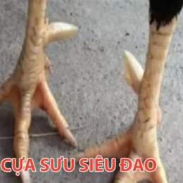 xem cua ga da