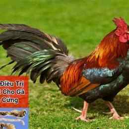 xem da ga binh dinh