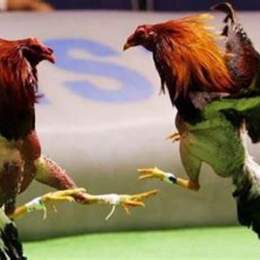 xem đá gà cựa sắt 2