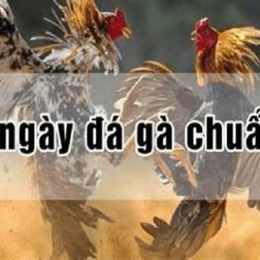 xem đá gà ngày 20 tháng 6