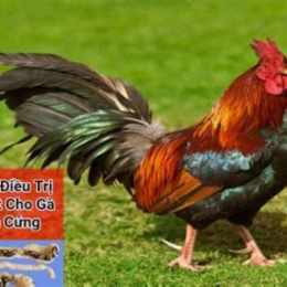 xem đá gà o campuchia